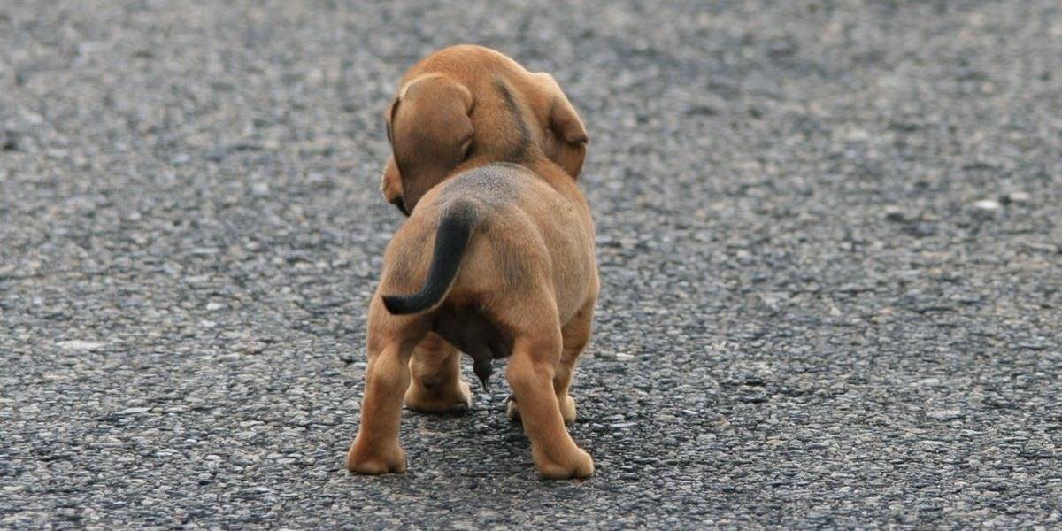 Puppy exploring his surroundings