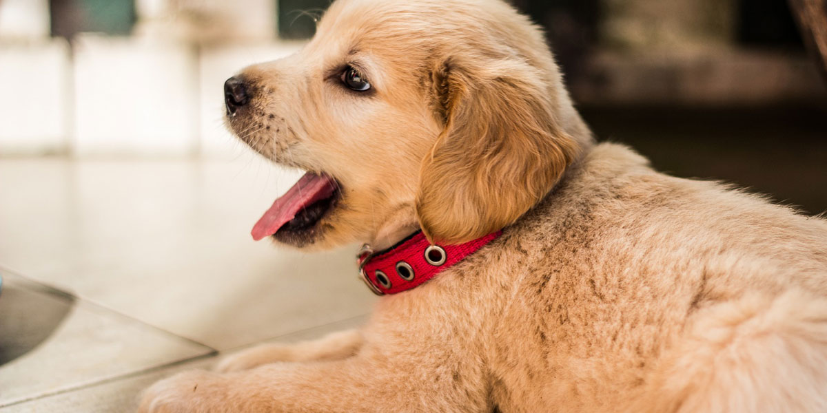 Labrador puppy