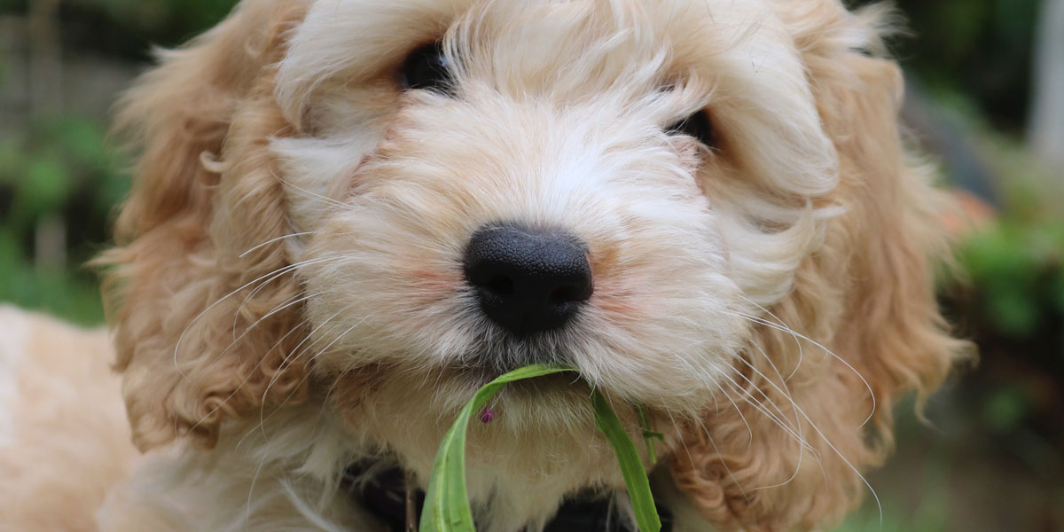 Puppy having fun