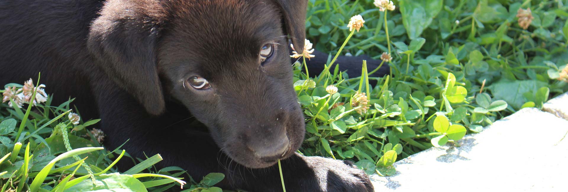 Labrador puppy