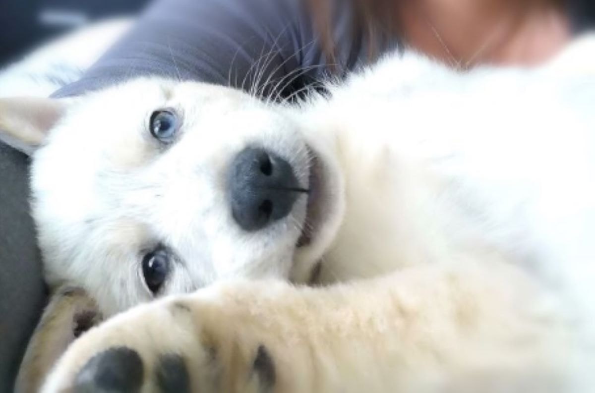 High Five Puppy Skills, Christchurch, NZ