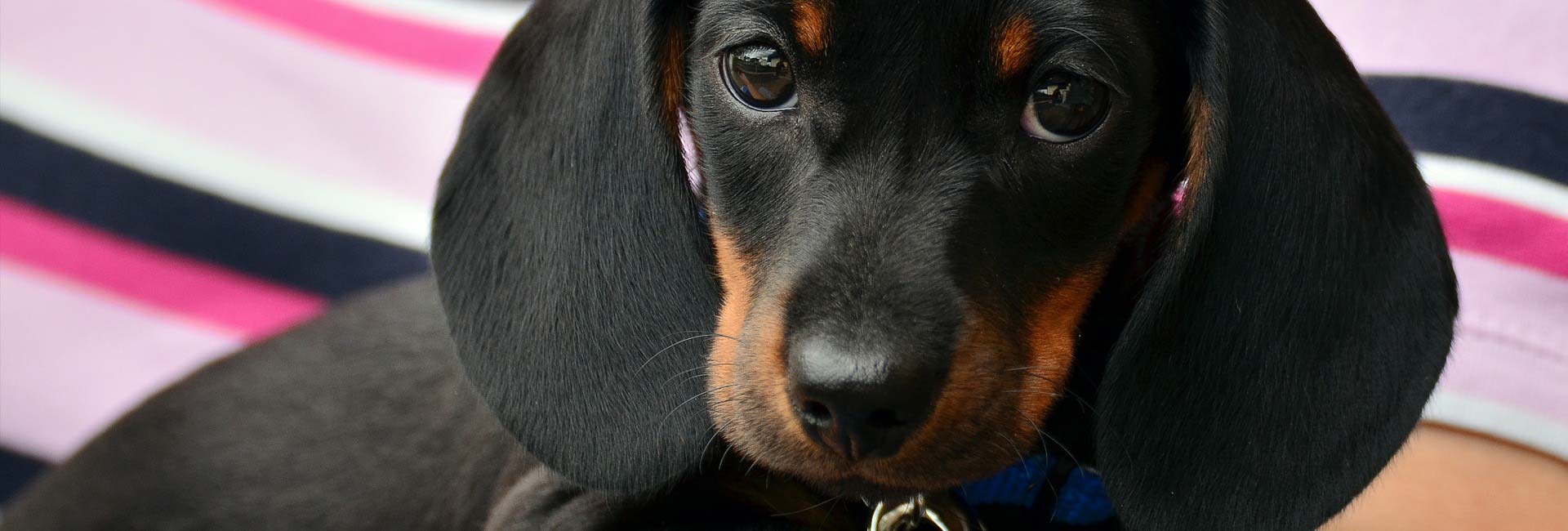 Dachshund puppy